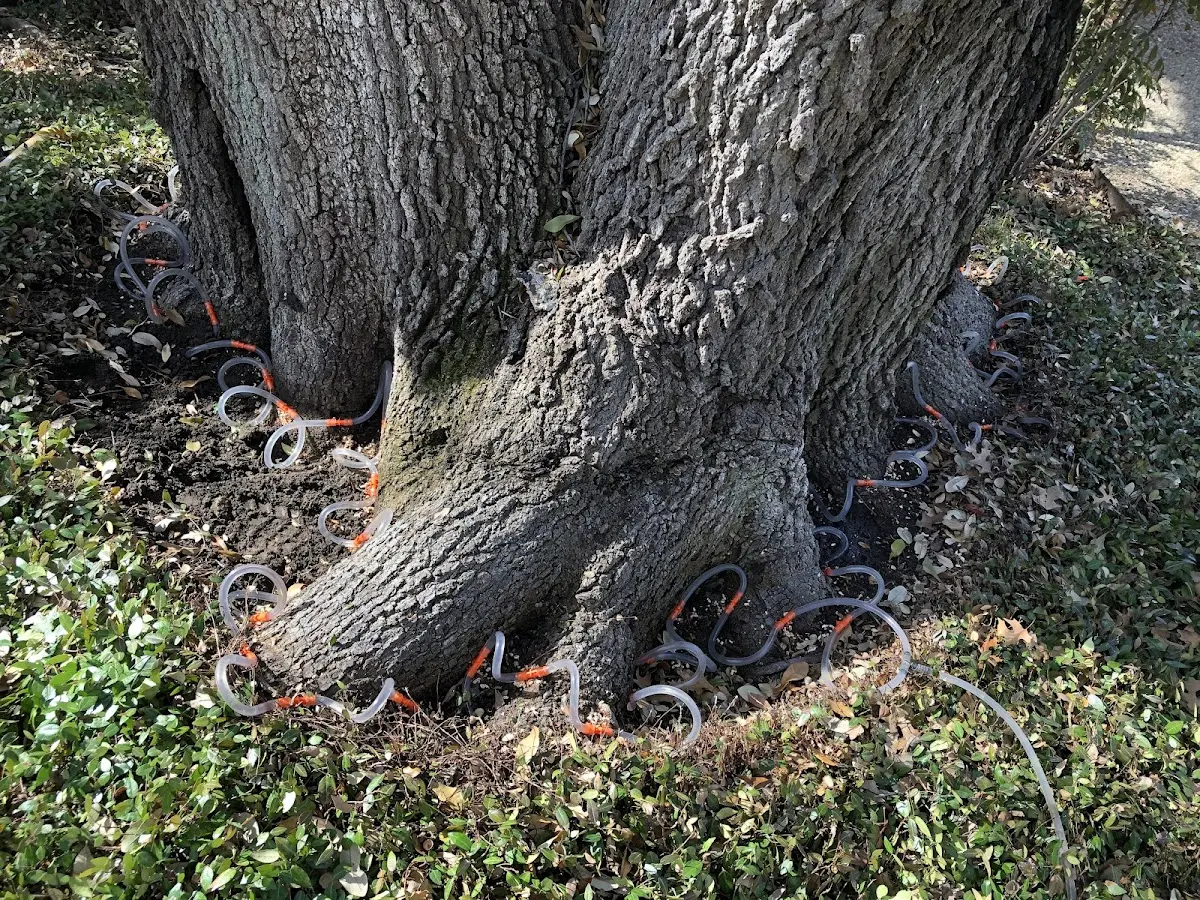 Detailed Tree Cabling and Bracing job site in Forest River