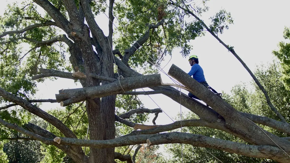 Professional Crown Thinning performed by certified arborists in Forest River